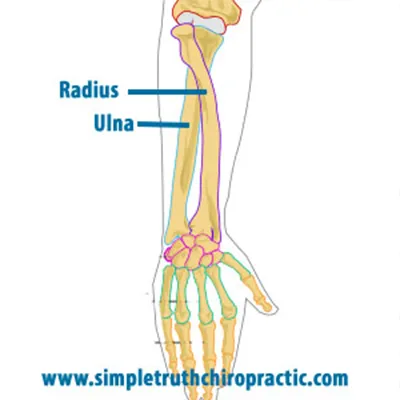 Chiropractic Grand Rapids MI Anatomy of Elbow