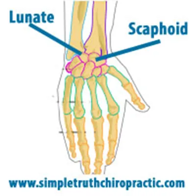 Chiropractic Hastings MI Anatomy of Wrist