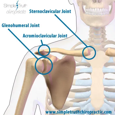 Chiropractic Lake Odessa MI Anatomy of Shoulder